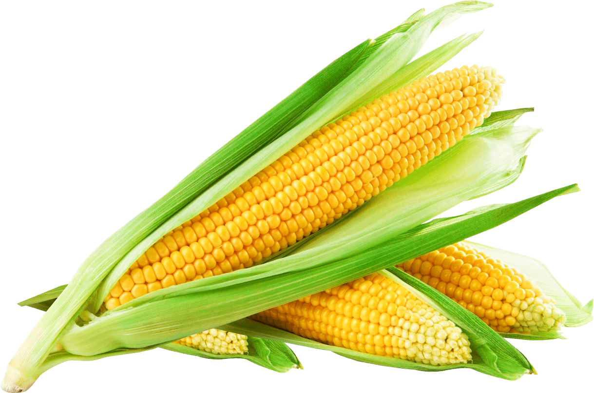 corn png images