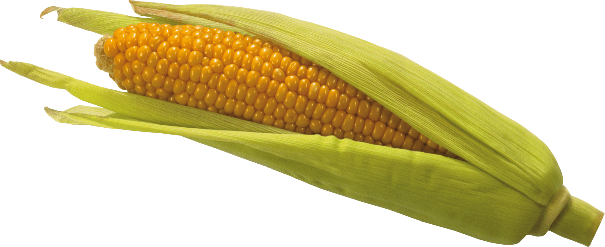 corn png images