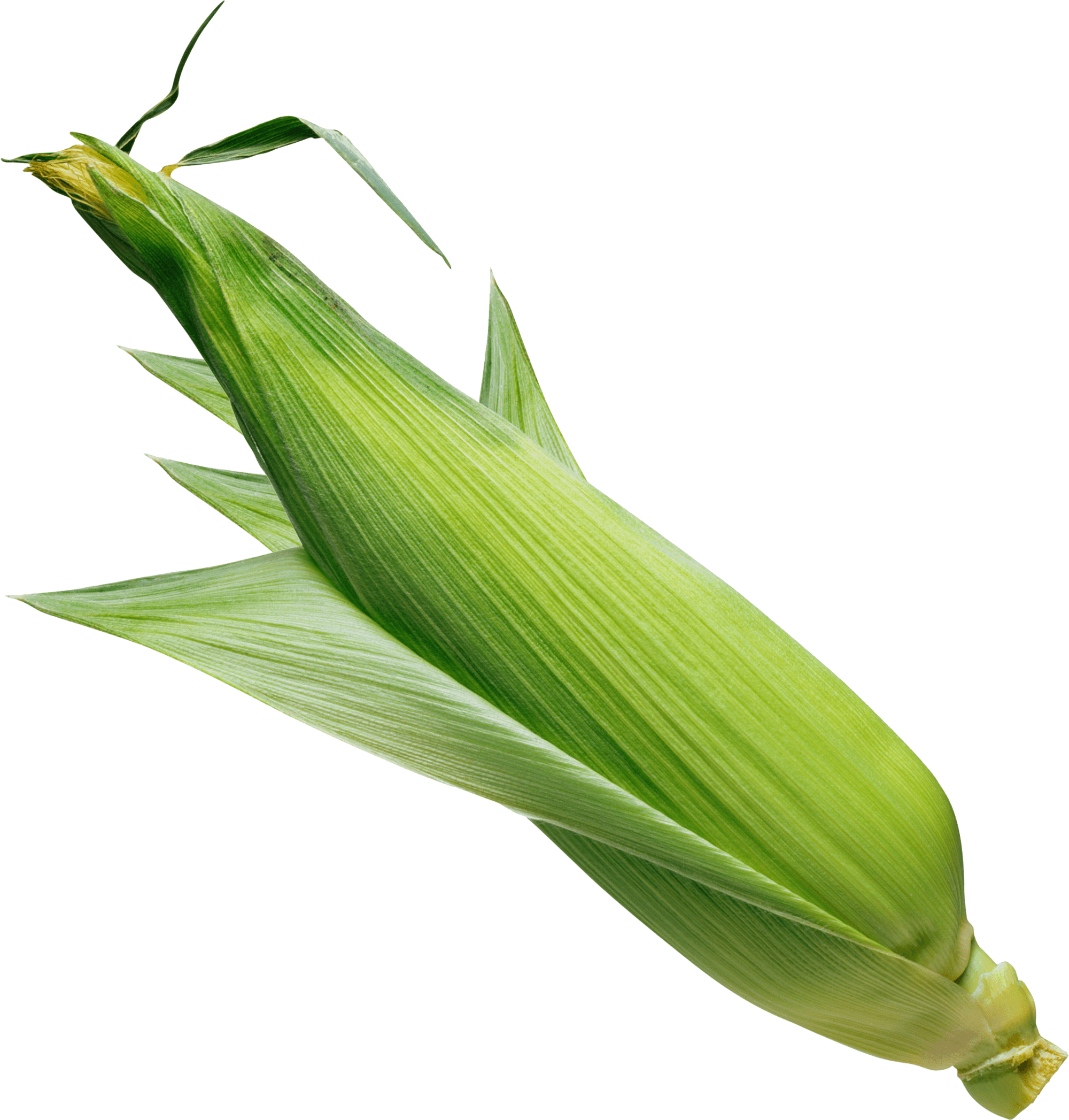 corn png images