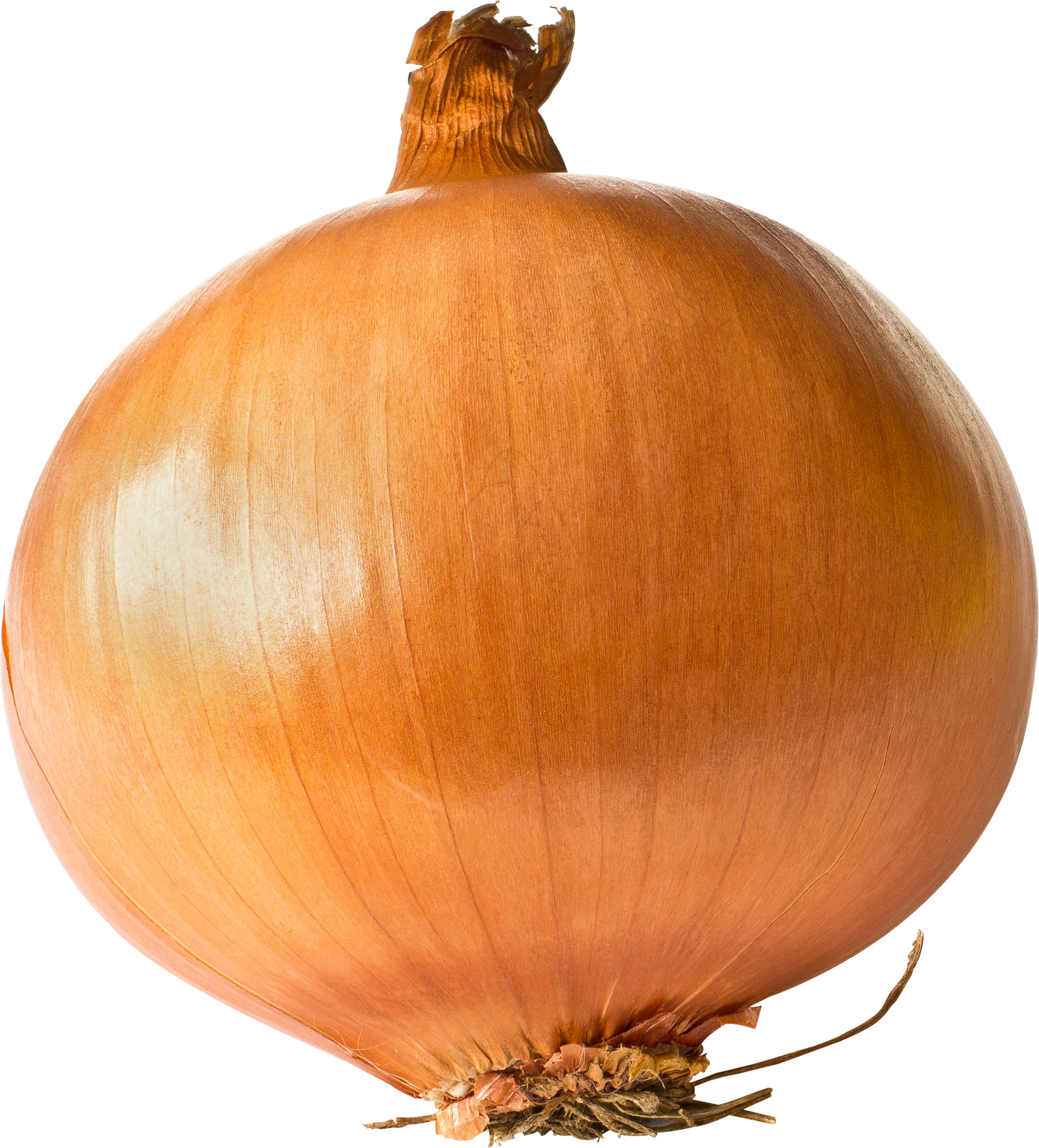 onion png images